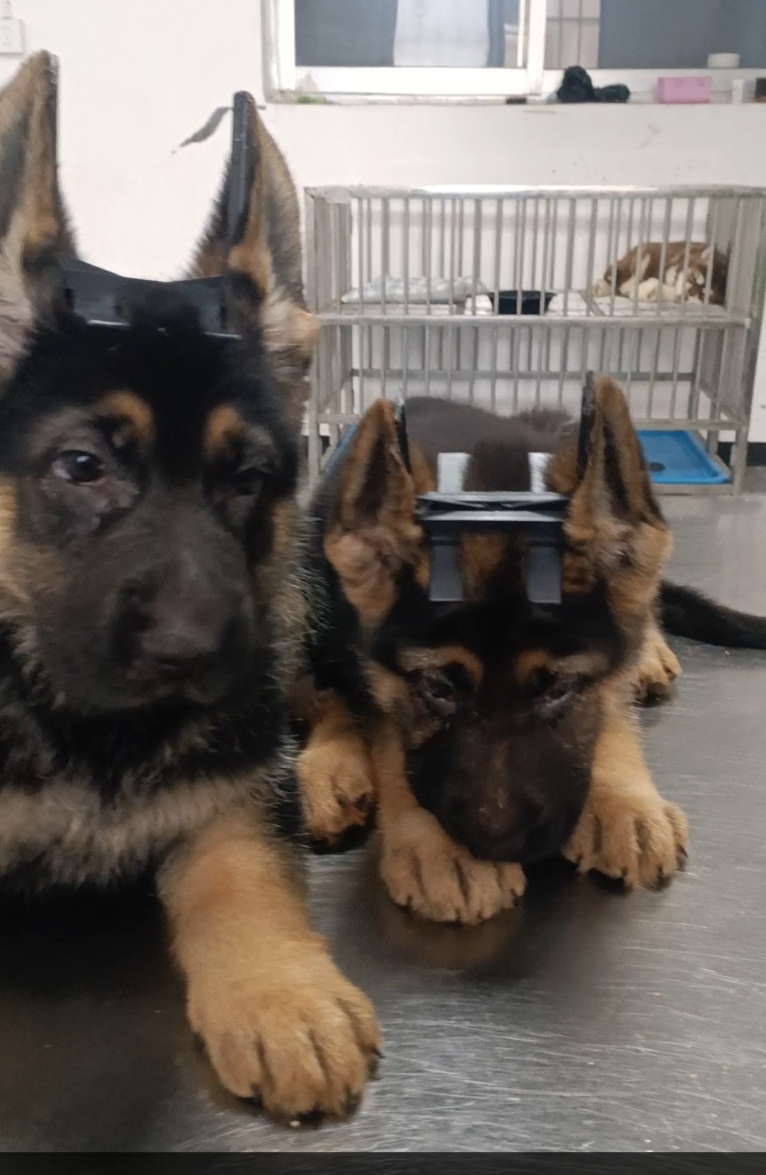 德国牧羊犬